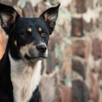 Impulsa Congreso mexiquense cuidado y bienestar animal