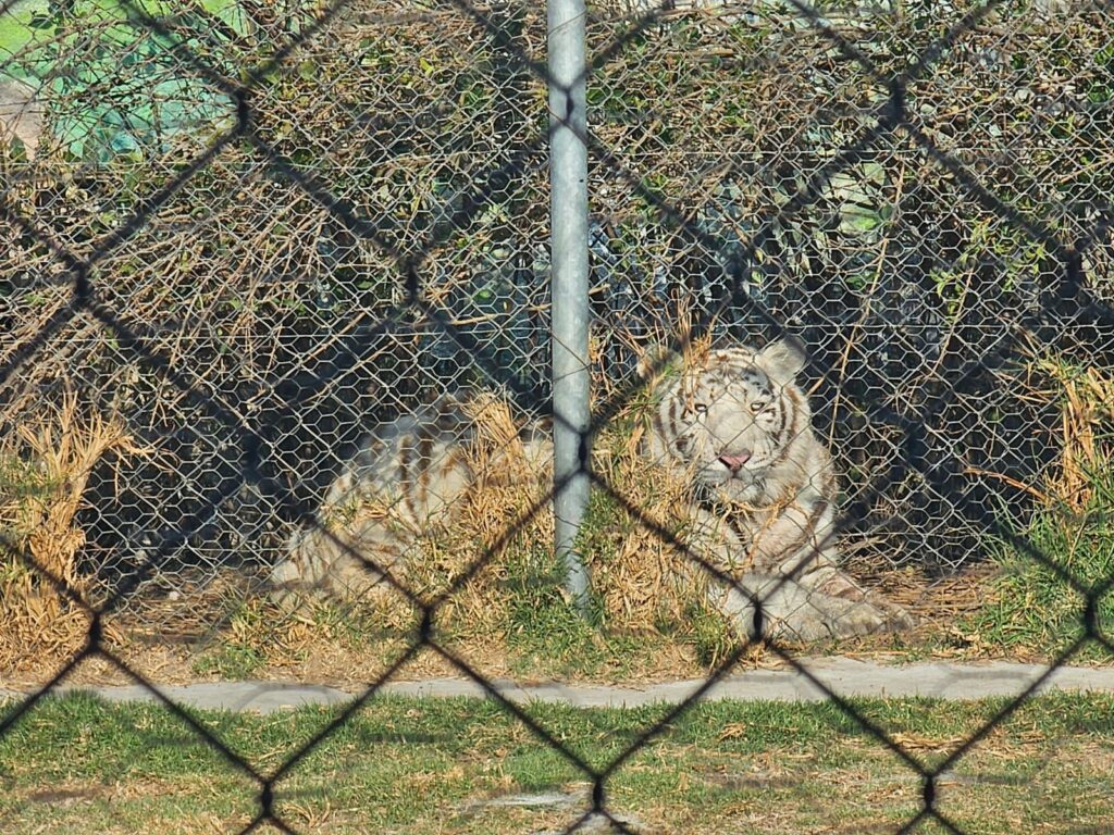 WhatsApp Image 2026-04-13 at 14.45.41